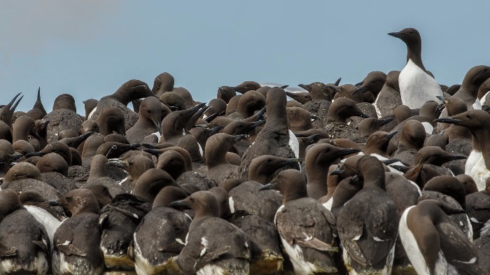 Taken using at 800mm to compress space and highlight the populous colonies.