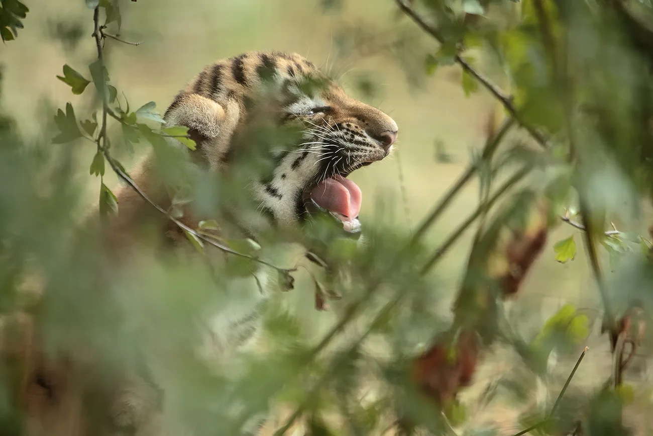 Calling for mum, 800mm f5.6, 1dx.