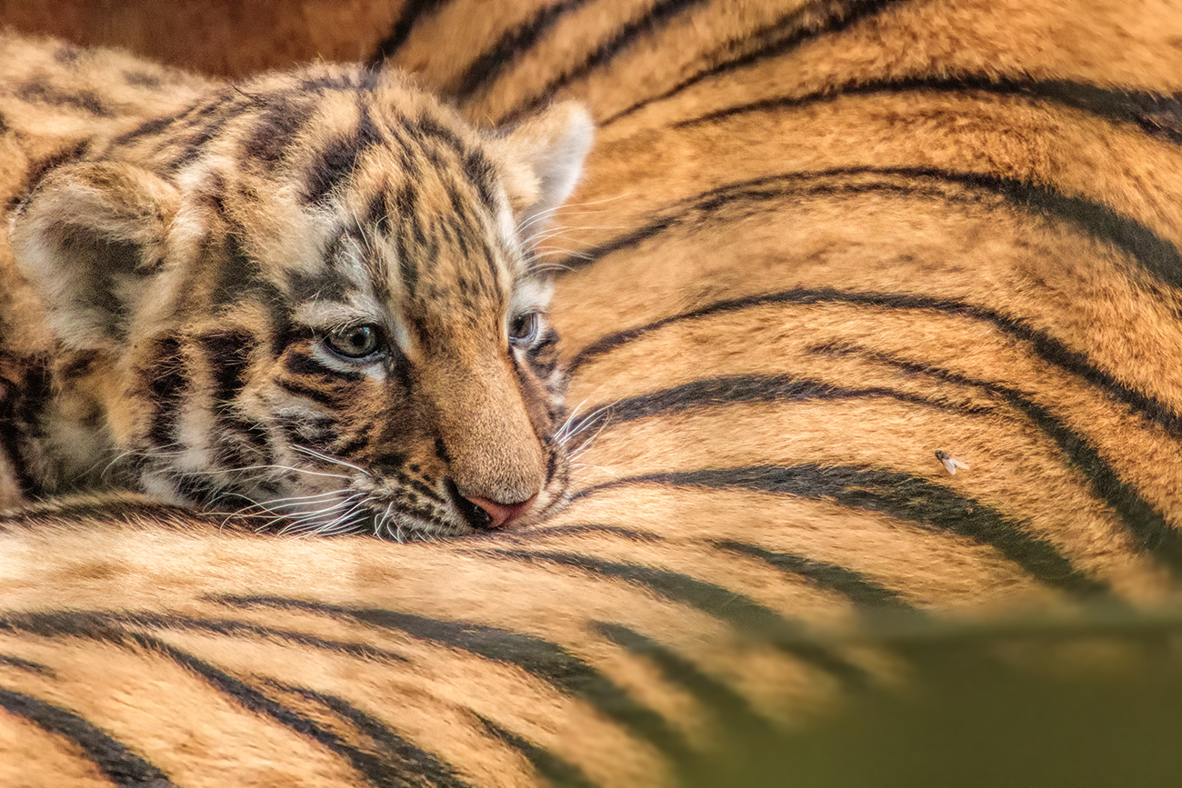 Wondering when it will be finally time to switch to meat from boring milk... 800mm f5.6.