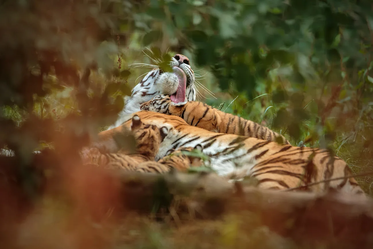 Feeding and grooming