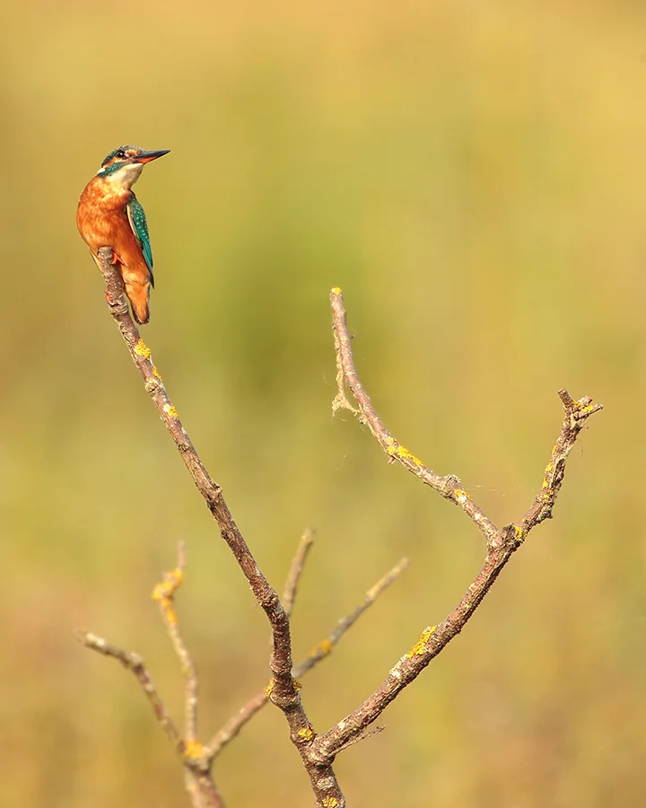 A moment in light. 1DX, 800mm f5.6.