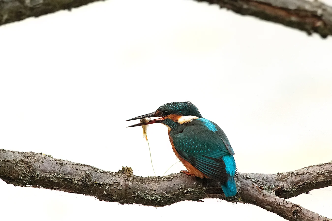 The traditional fish eating shot… 1DX, 800mm f5.6