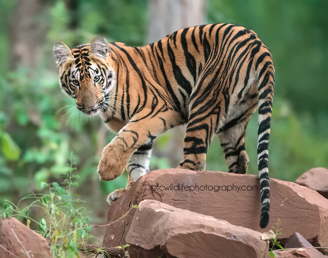 Canon 1dx, 400mm f2.8, 1/125/sec iso 12800, tadoba tiger reserve, India