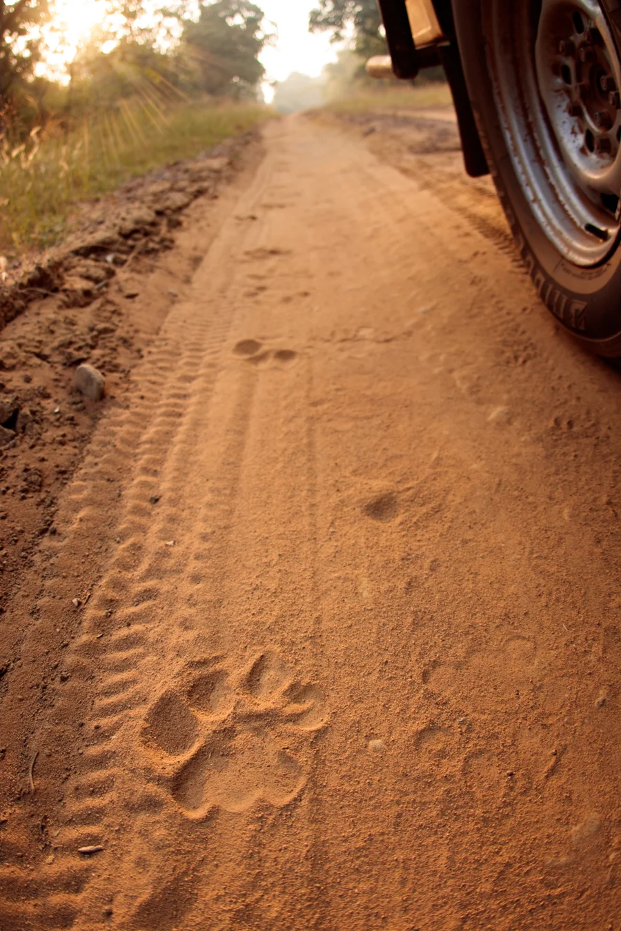 Some cats are very shy and often wait for the jeep to pass by and then reveal themselves…