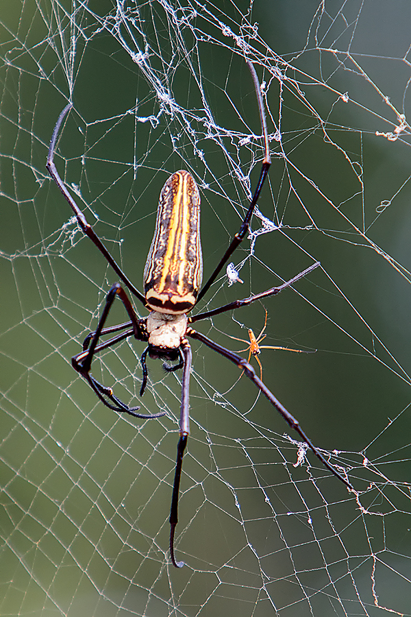 A beautiful golden orb spider. These can be found on huge webs throughout the forest, especially post monsoon. The male is the one on the right! Canon 5d mk iii, 70-200mm f2.8