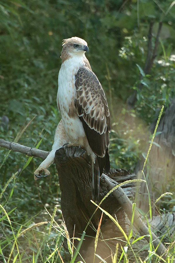 A stunning changable hawk eagle resting by a large lake. 1DX, 800mm f5.6.