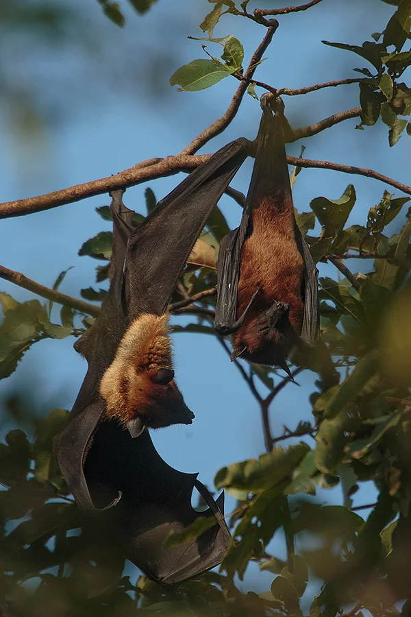 Flying foxes, 800mm f5.6 1DX