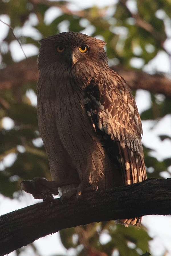 A huge brown fish owl with the remains of a meal, 800mm f5.6, 1DX