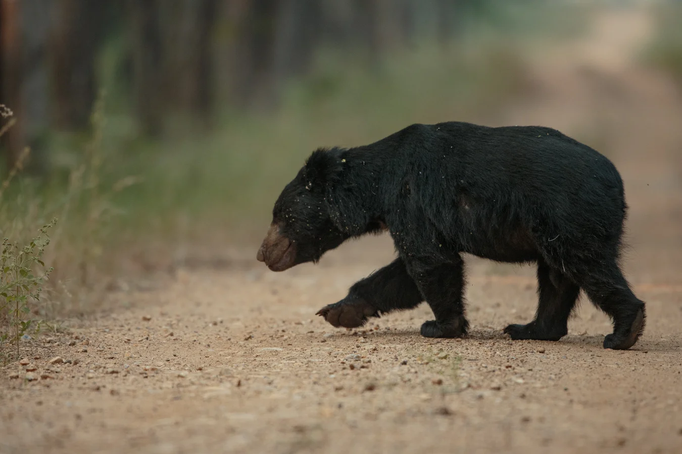 A sloth bear, 400mm f2.8, 1DX