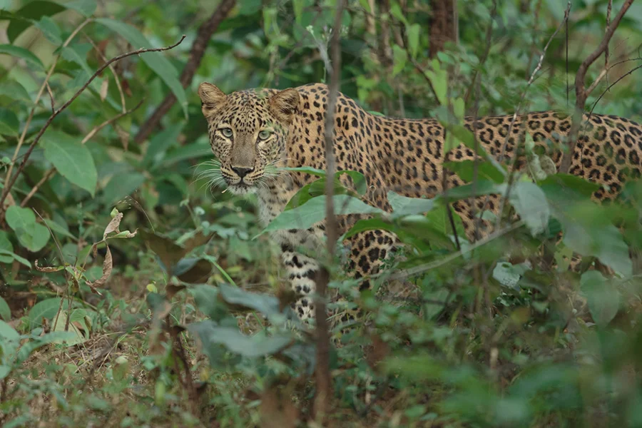 A beautiful cat, the leopard. 400mm f2.8, 1DX
