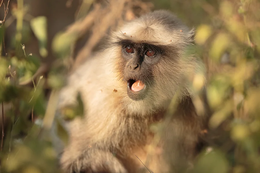 A langur monkey about to sound an alarm call.