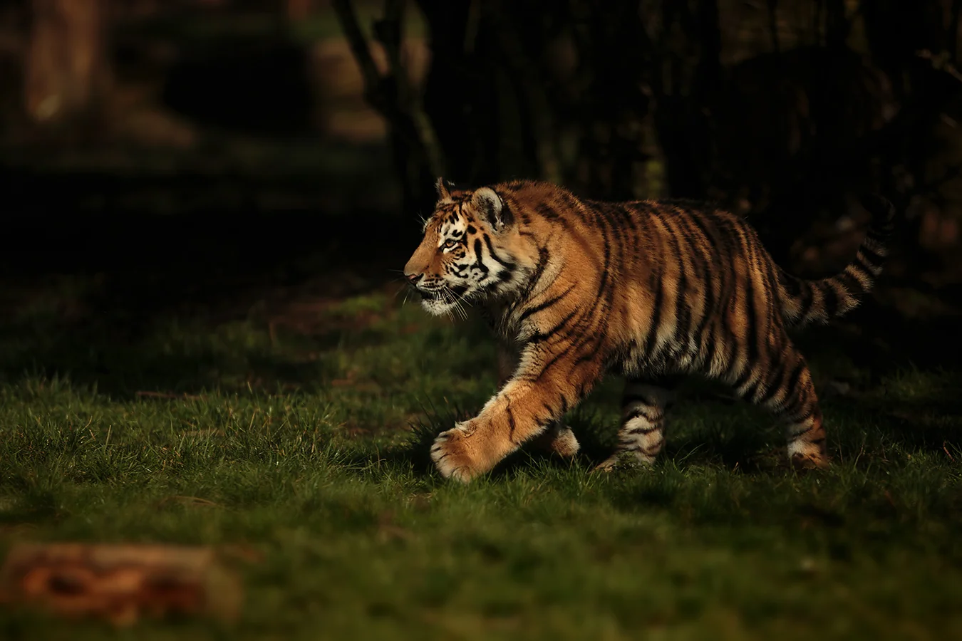 1dx, 400mm f2.8, 1/1000th sec -1 stop exposure.