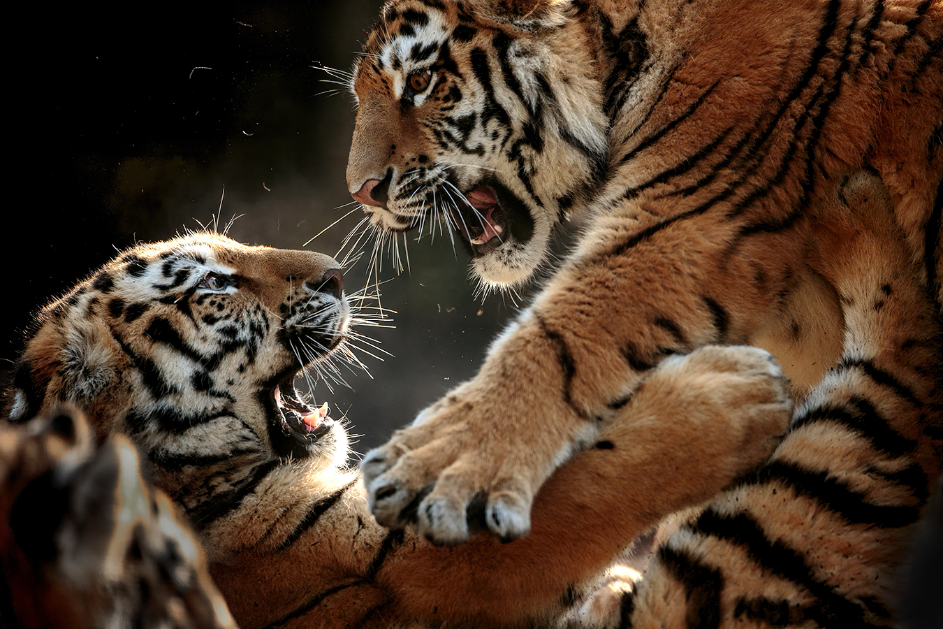 A high energy moment between the cubs, 400mm f2.8, 1/2000th sec, 1dx.