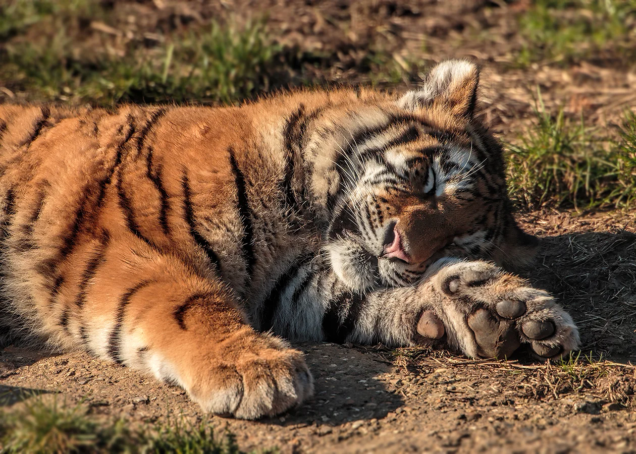 Somehow two minutes of play equalled 4 hours of sleep… 1dx, 800mm f5.6, 1/1000th sec, -1 stop exposure.