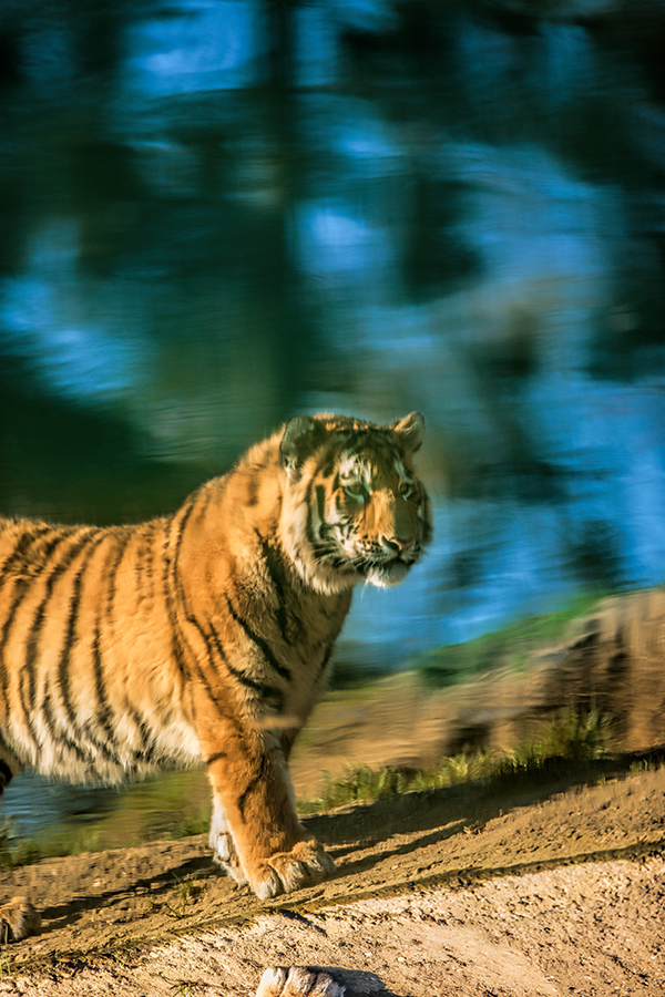 A moment to reflect, canon 1dx, 400mm f2.8
