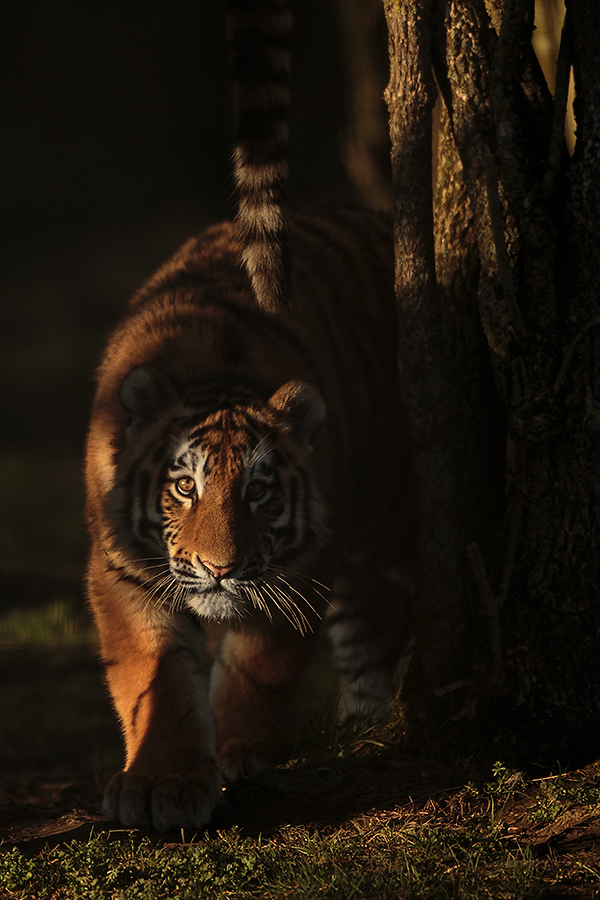 A mischievous moment, 1dx, 400mm f2.8