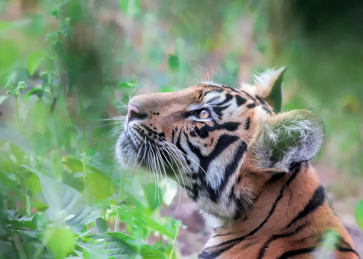 Canon 77d, 800mm f5.6