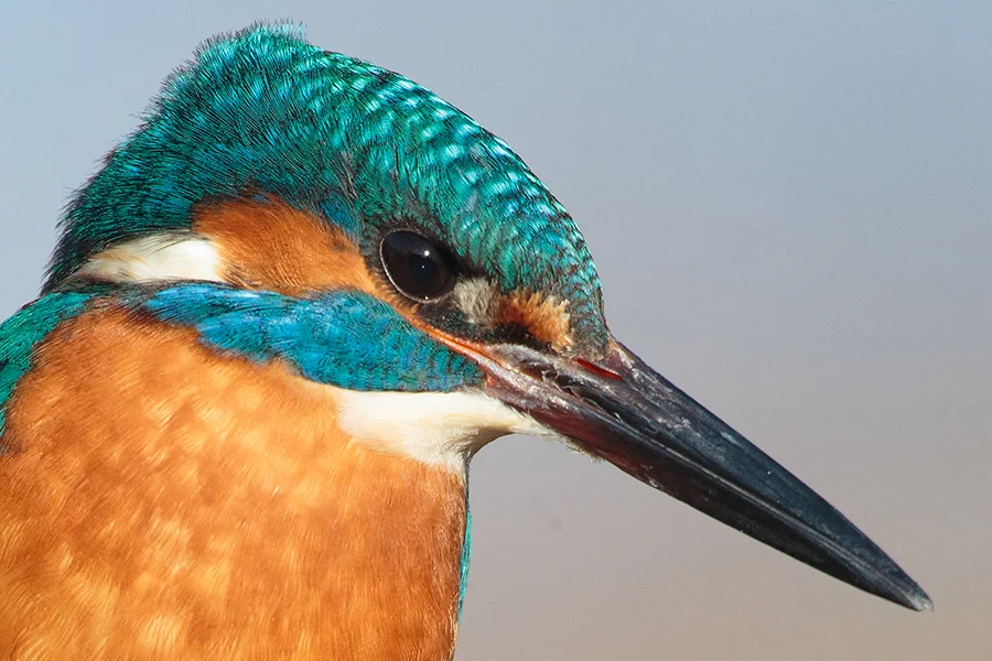 Canon 5D mk iii, 800mm f11