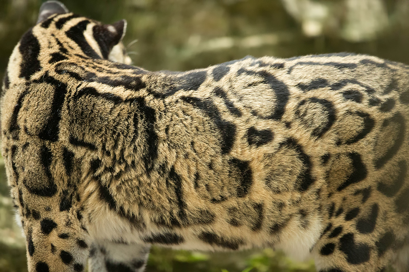A rich coat, full of pattern, texture and shape.