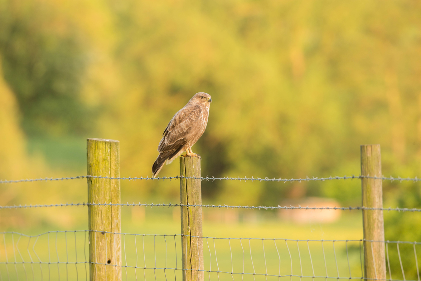 Canon 400mm f2.8 IS @ f5.6, 1DX.