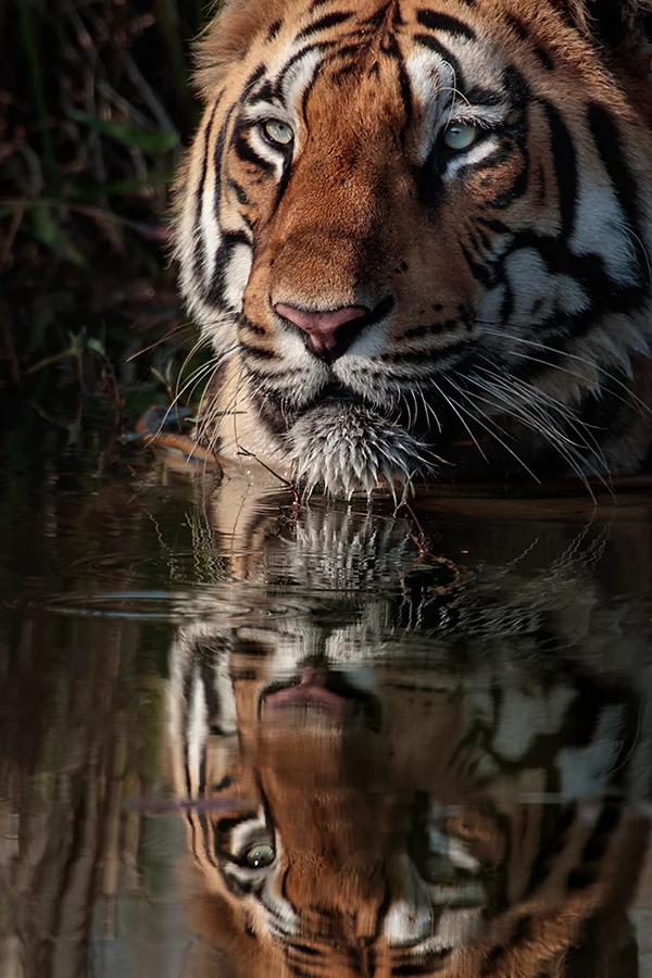 77d, 800mm f8, 1/125th sec, iso 100.