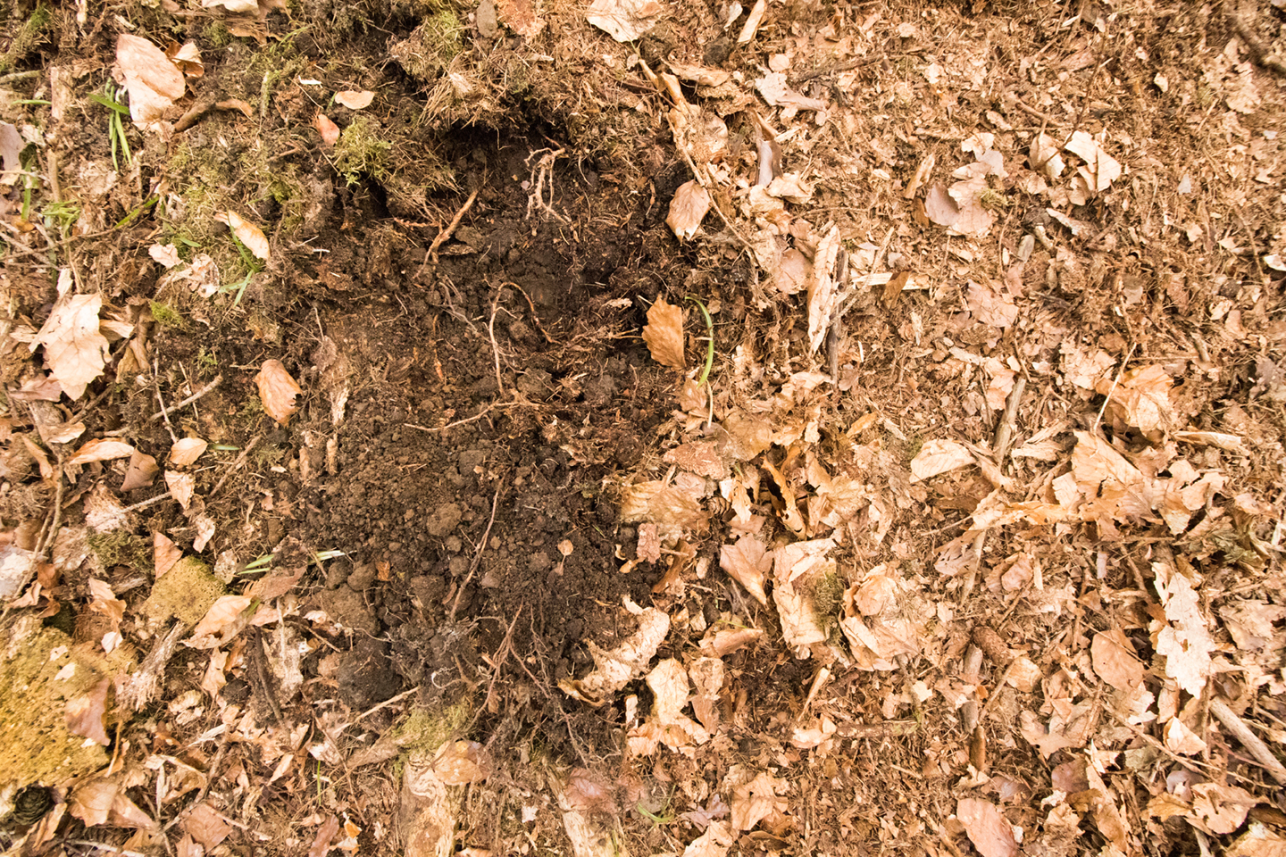 Its also worth looking out for ground that has been freshly dug up by their foraging behaviours.