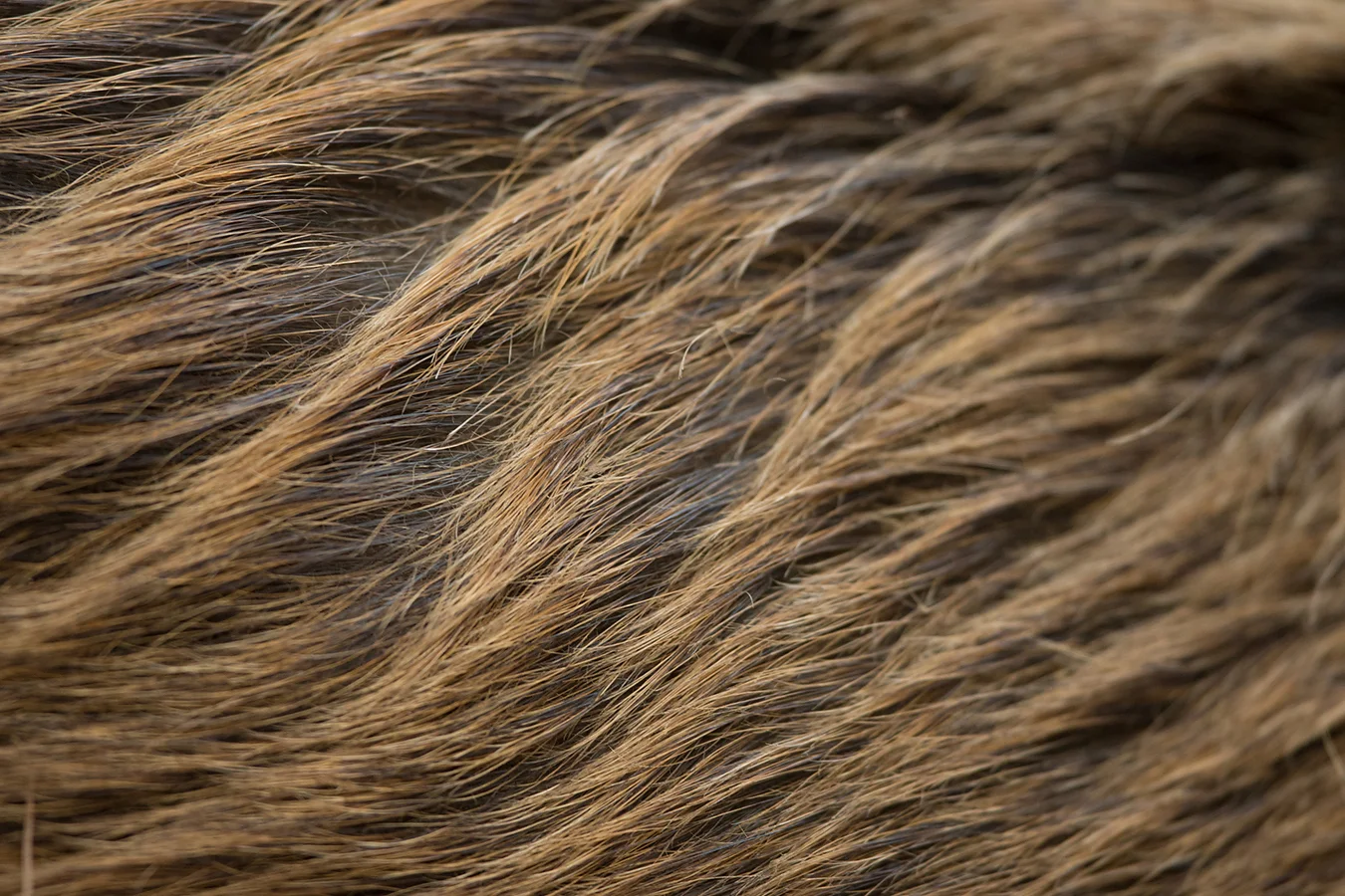 Coarse fur of a young female.