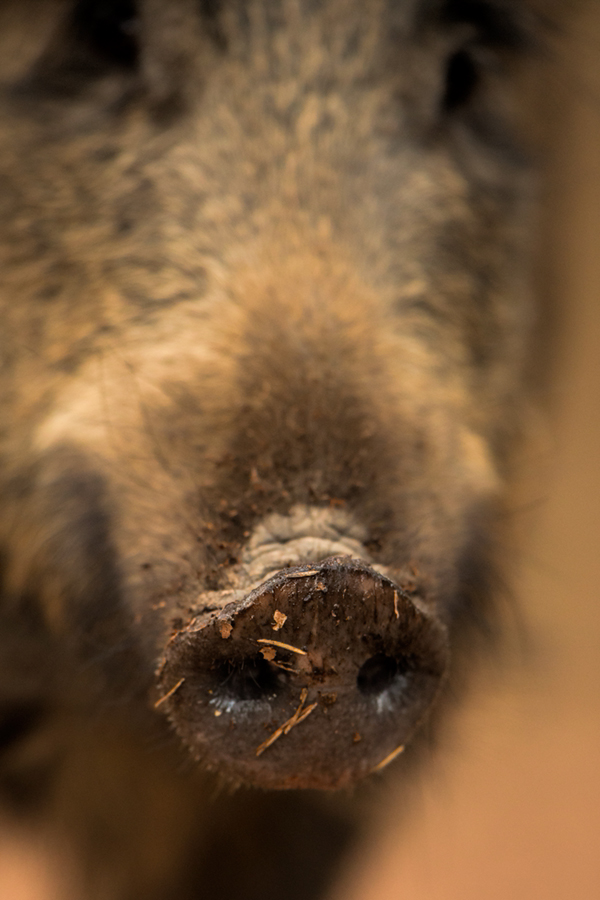 The snouts seem soft, but they can move a lot of earth with ease using them.