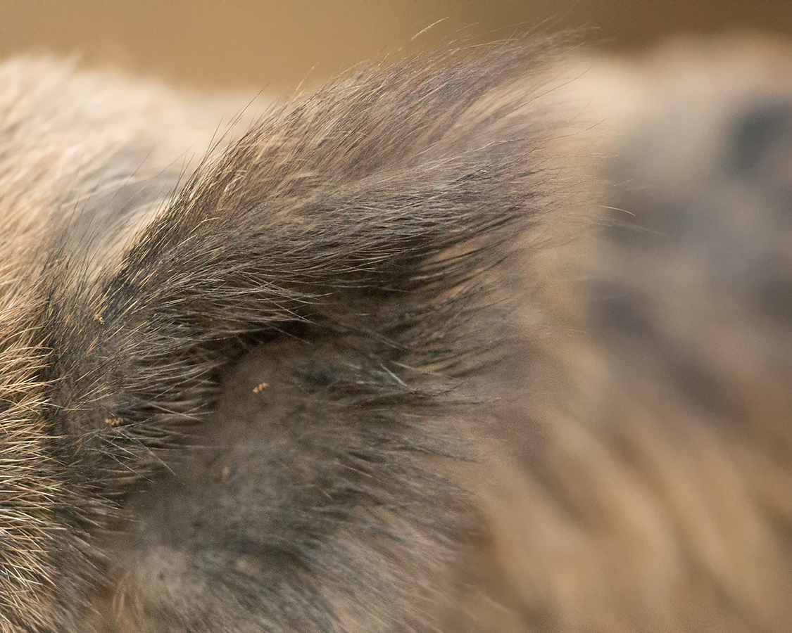 Wild boar have much stringer senses than us.