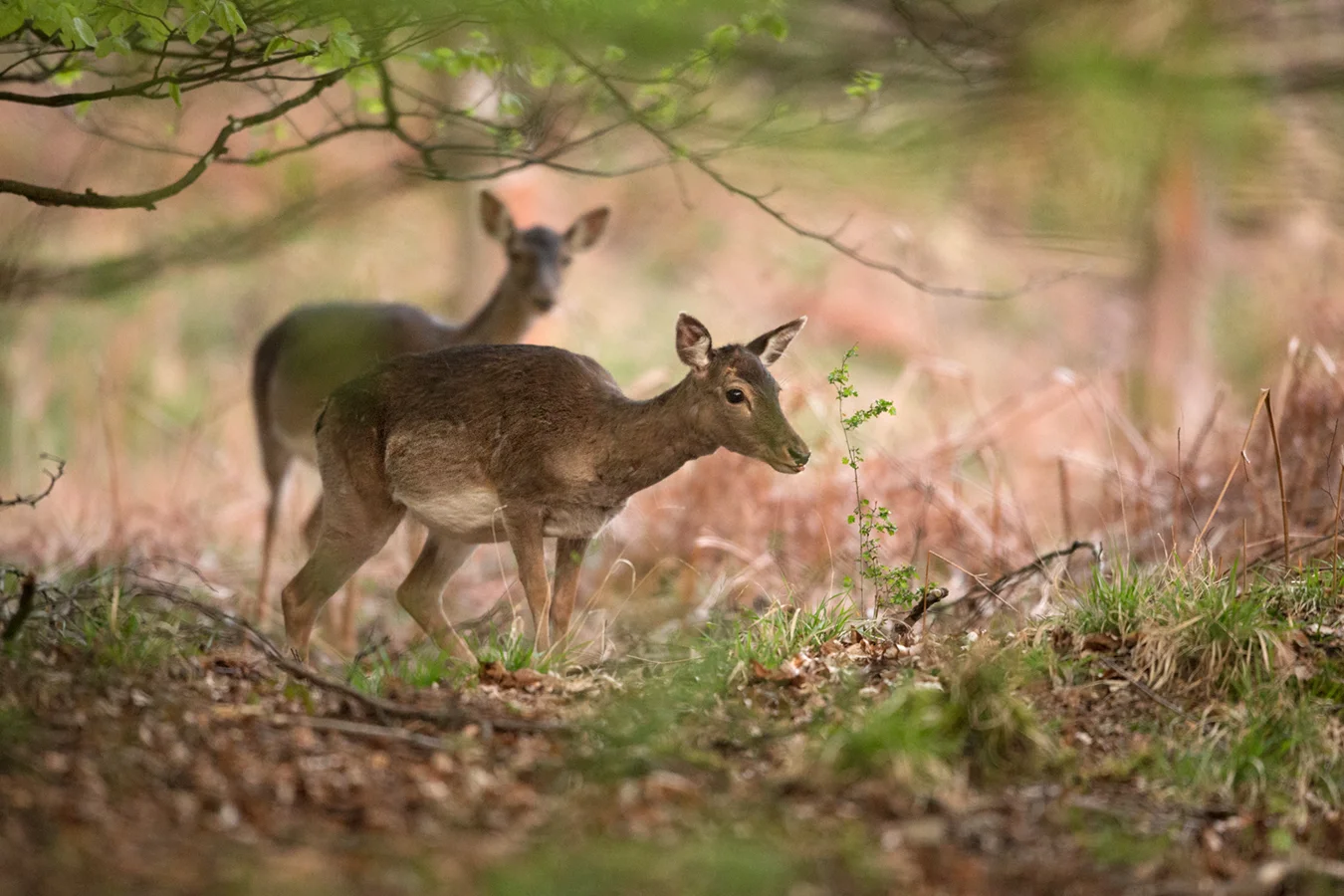 Some beautiful and shy doe before the sun rose.