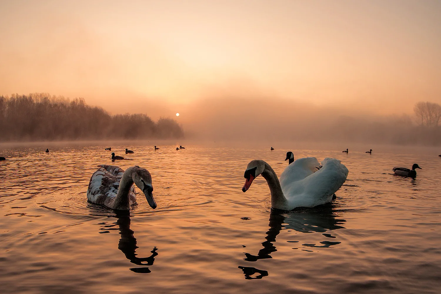 Swans on an early misty morning taken with an ultra wide lens