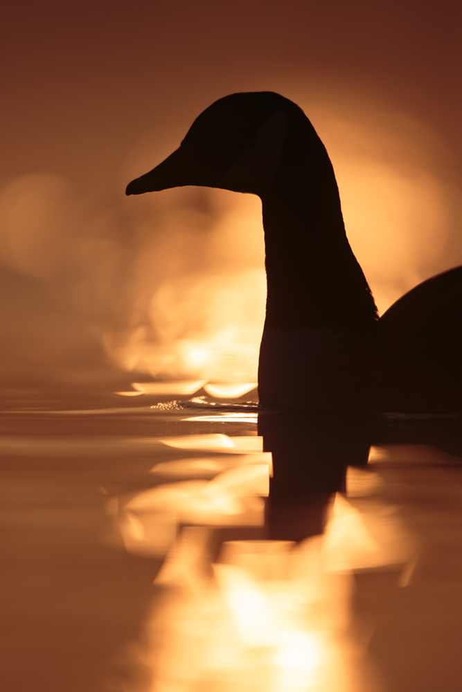 Canada goose using a low perspective and not being afraid to shoot direct into the light. I like the abstract shape the reflection of the sun forms around the bird and the warmth of the colours.