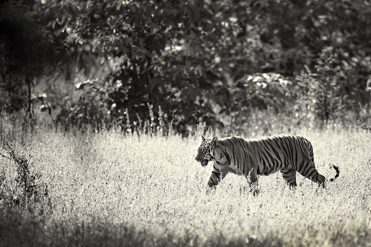 Canon 1dx, 400mm f2.8 . The first sight. I do enjoy taking habitat shots with the 400, it beautifully compresses space and blurs out foreground leading nicely into my subject, which seems to pop out, if correct and accurate focus is attained. I also positioned myself at an angle to help separate the tiger from the background by having his figure against the lighter grass, not the shaded jungle.