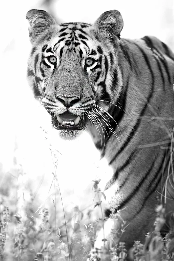 Canon 1dx, 400mm f2.8. The contrast on a tigers face and eyes allows one to easily lock autofocus and track the subject. A beautiful male, approaching his prime, it was a sight to behold and left us all inspired.