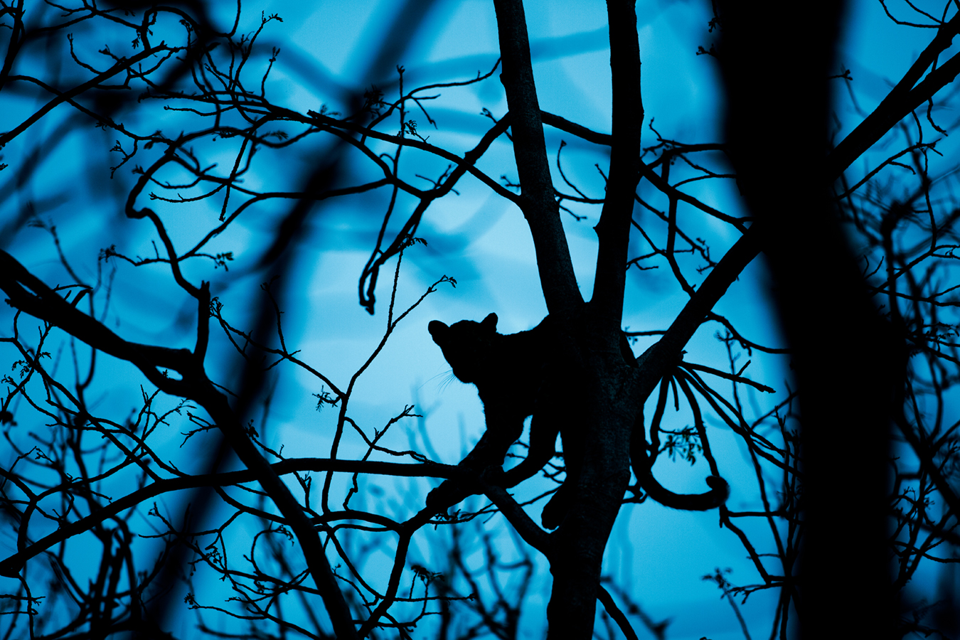 Leopards are great climbers and seem just as much at home in the trees as some primates.