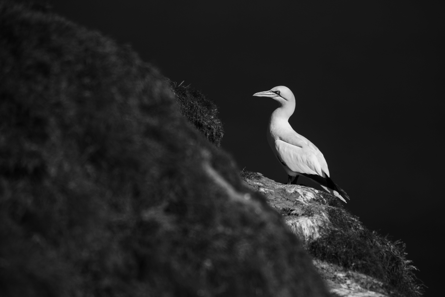 A lone Gannet, 800mm, f5.6, 1DX