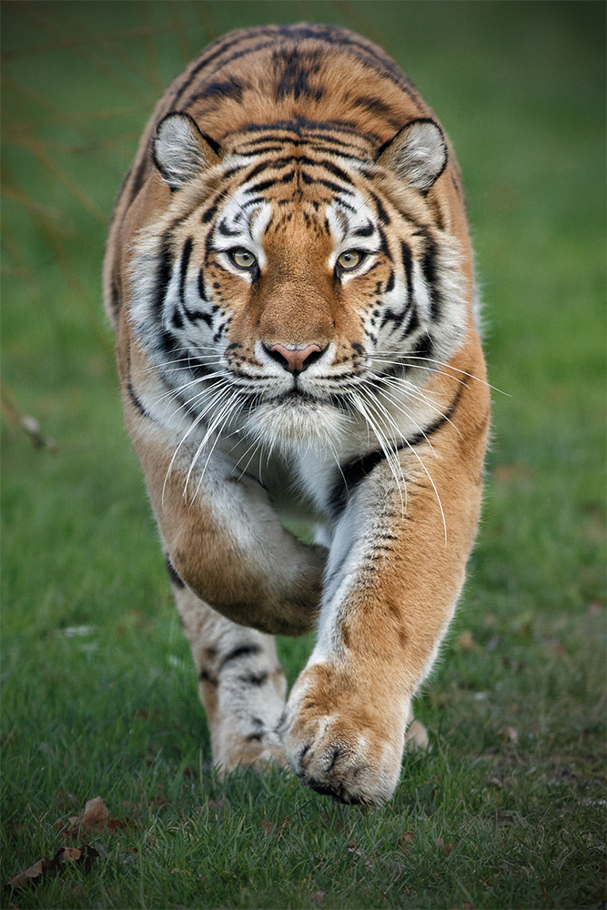 Why tigers don't attack — TC Wildlife Photography