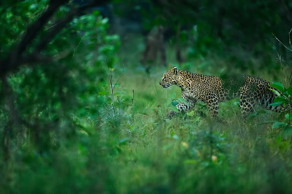 A sleek and beautiful leopard moving stealthfully towards some boar. Canon 1DX 400mm f2.8.