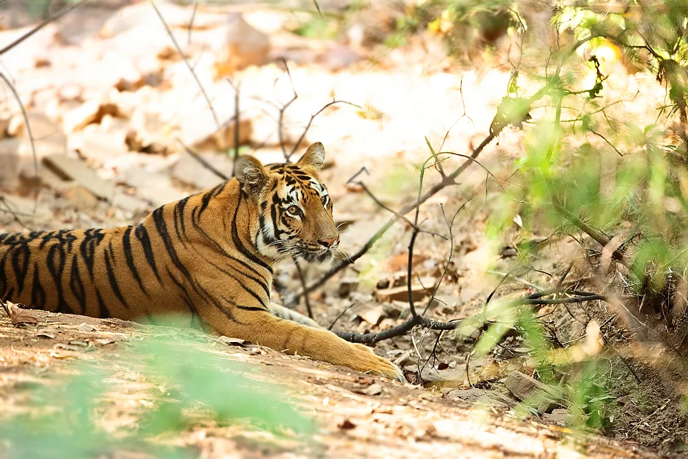 A lovely tigress in a dry rocky terrain, deep in the jungle. 1DX 400mm f2.8