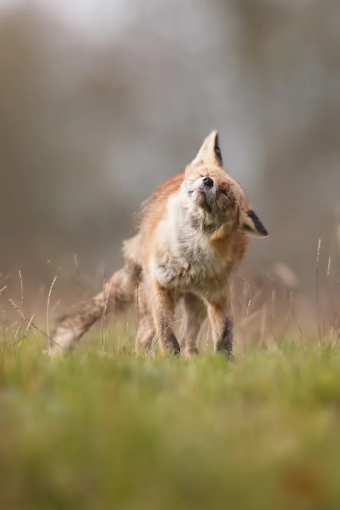I made a split second decision to put the focus point on the snout and the eyes, and it has paid off as that is where I would have wanted the viewers eye to go.