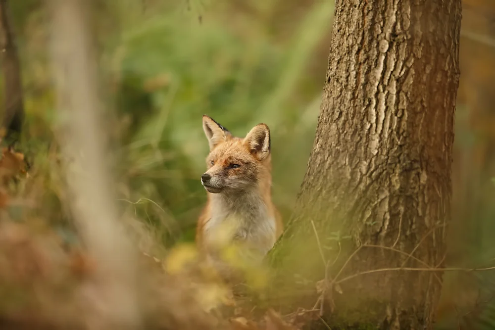 My favourite type of image, which I have started describing as a medium tele shot, where approximately 25% of the subject takes up the composition, but the rest is habitat.