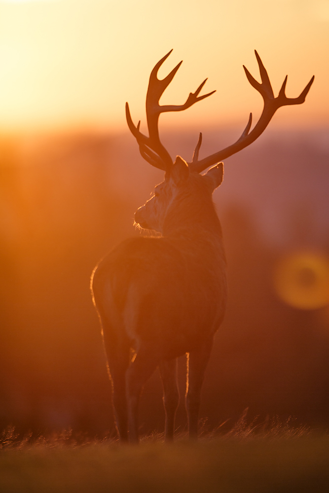 1DX 400mm f2.8 IS