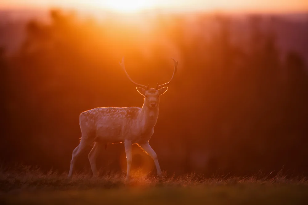 1DX 400mm f2.8 IS Flare can be a problem, but I try to position myself so its impact is limited and try to add extra shade to the front element of my lens.