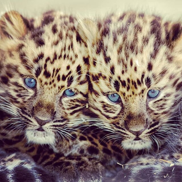 #amurleopard #cubs