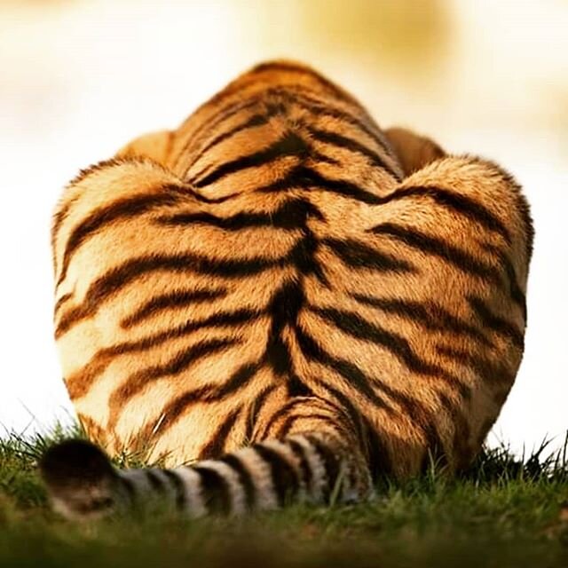 Water break... #tiger #amurtiger #canonphotography #400mm #1dxmarkii #wildlifephotography #bbcearth #zoo #nationalgeographic #yorkshirewildlifepark #tigerking