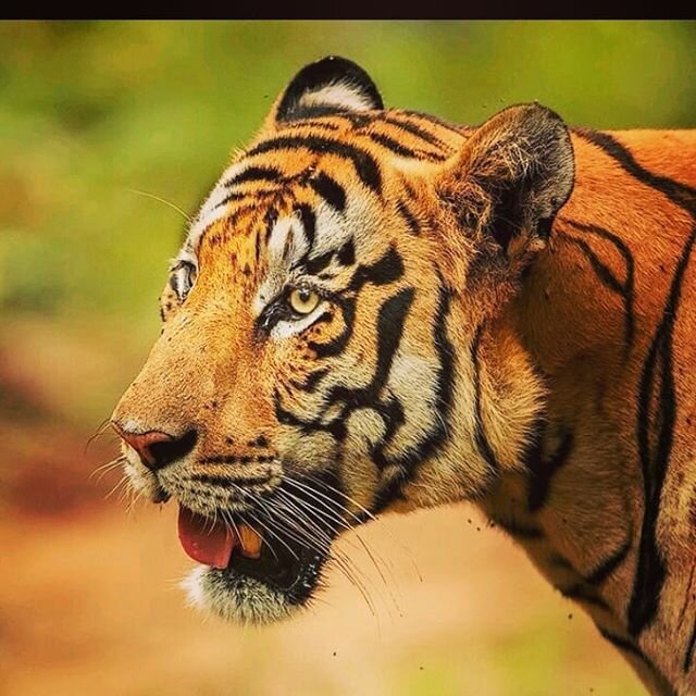 The male tiger named Mowgli @ tadoba andhari tiger reserve, India. 
#tigerking #tiger #india #tadoba #justgoshoot #discoverearth #nature_cuties #nature_good #earthcapture #earthfocus #marvelshots #wildlife_addicts #animal_sultans #wildlife_perfection