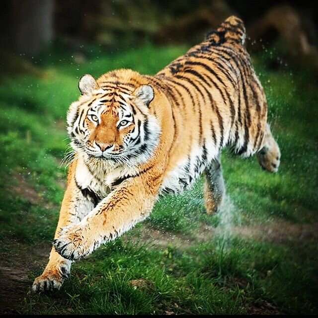 Amur Tigress on a charge. 
Canon 1DX, 400mm f2.8. 
#tigerking
#tiger
#justgoshoot
#discoverearth
#nature_cuties 
#nature_good
#earthcapture
#earthfocus
#shots_of_animals
#instanaturefriends
#earthofficial
#all_animals_addiction
#ig_myshots
#exclusive