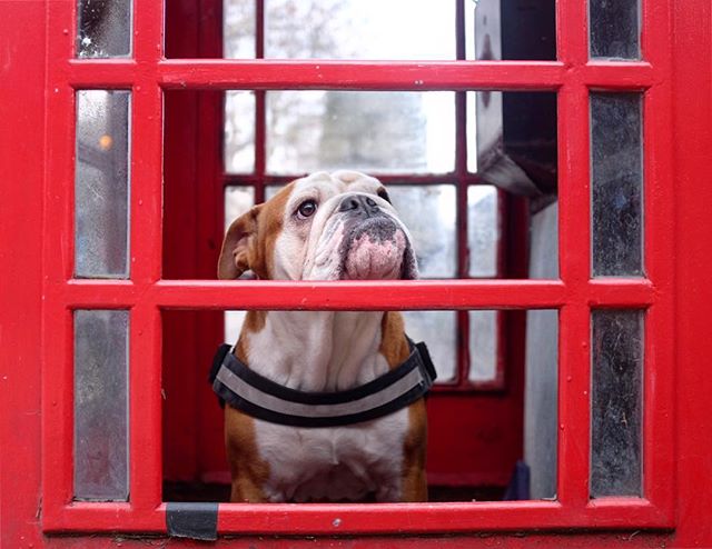 Dog in a phone box