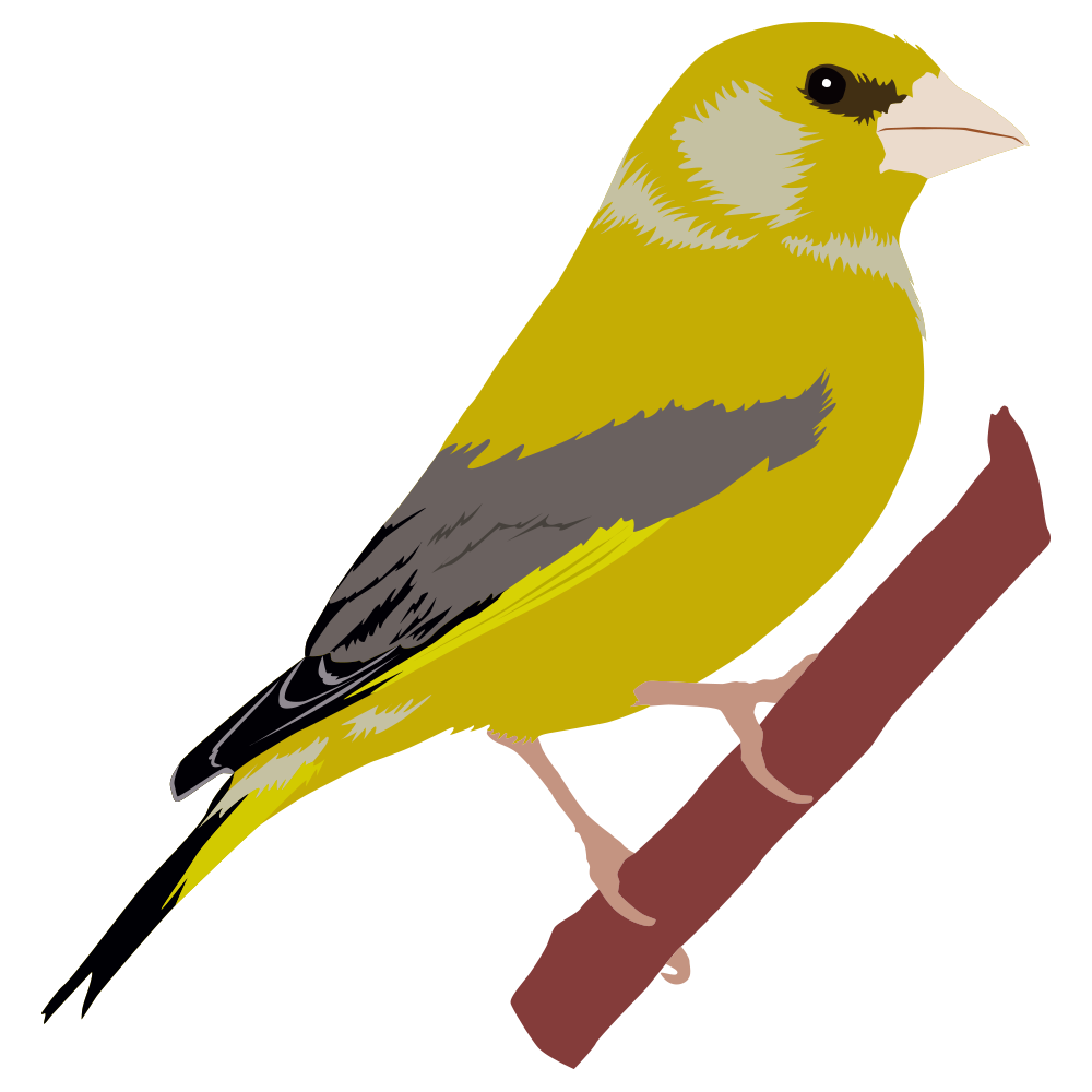Greenfinch.png