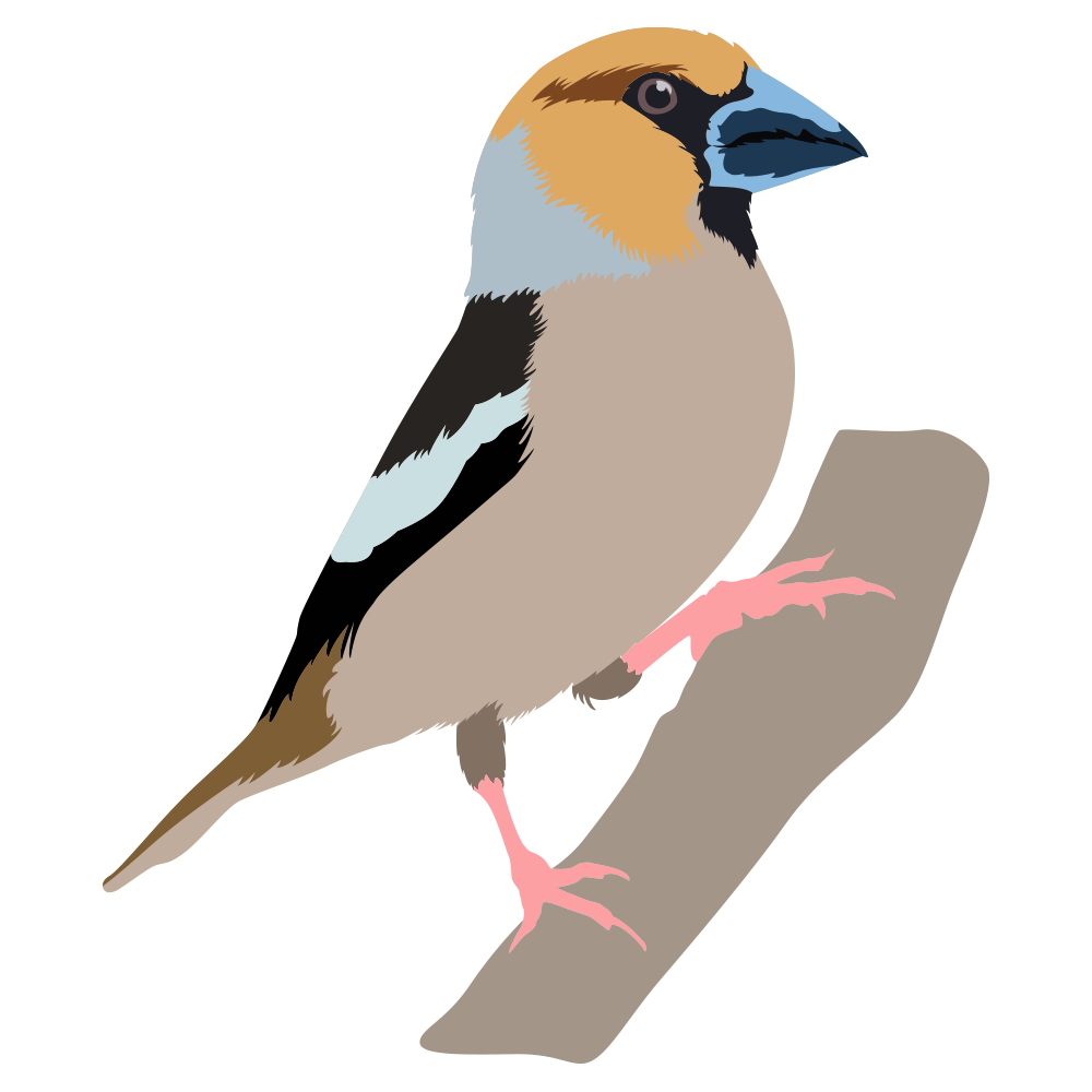 Hawfinch.png